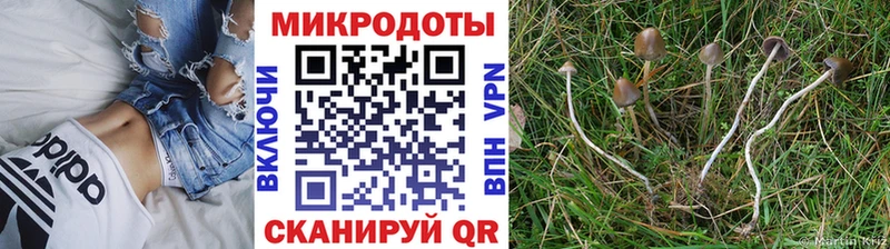 МЕГА как зайти  Саянск  Псилоцибиновые грибы прущие грибы 